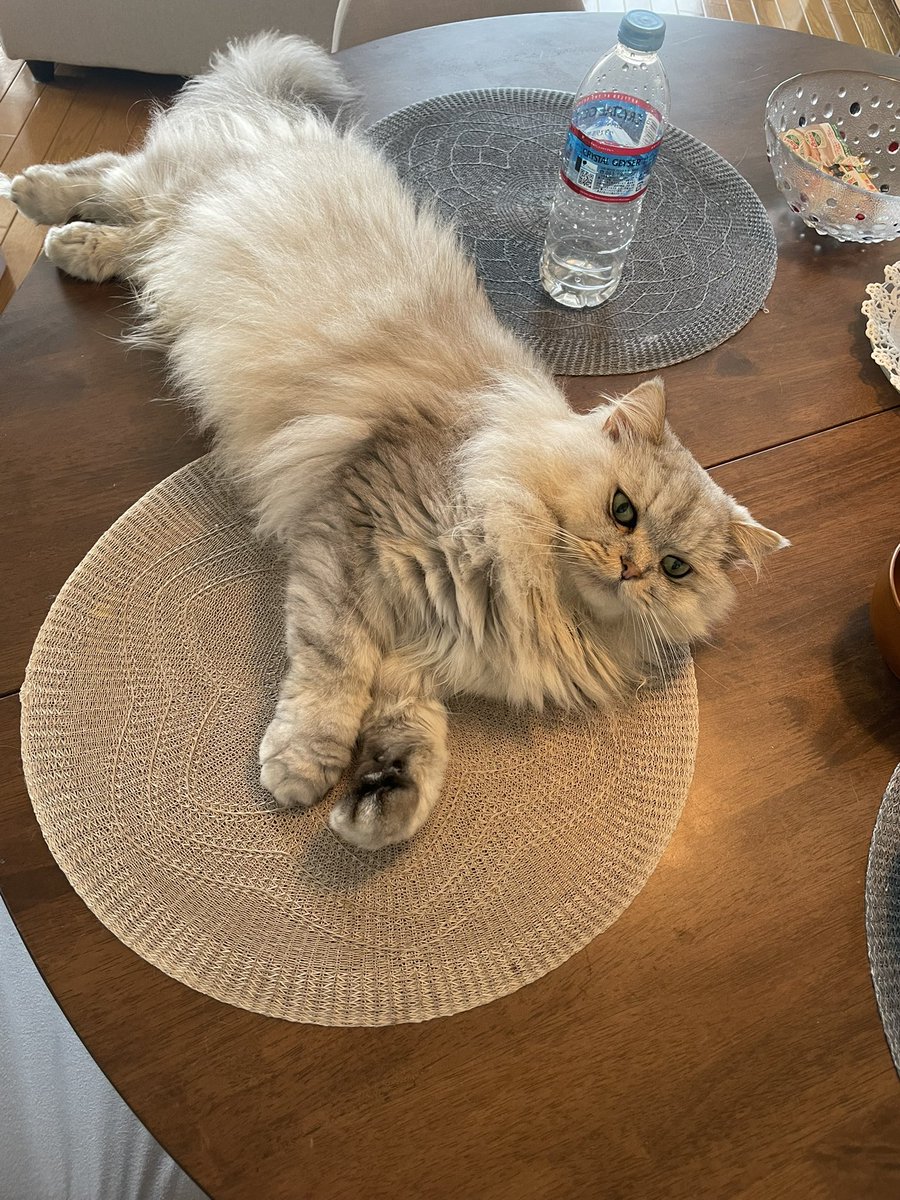 レオちん…そこはご飯を食べるテーブルですよ？