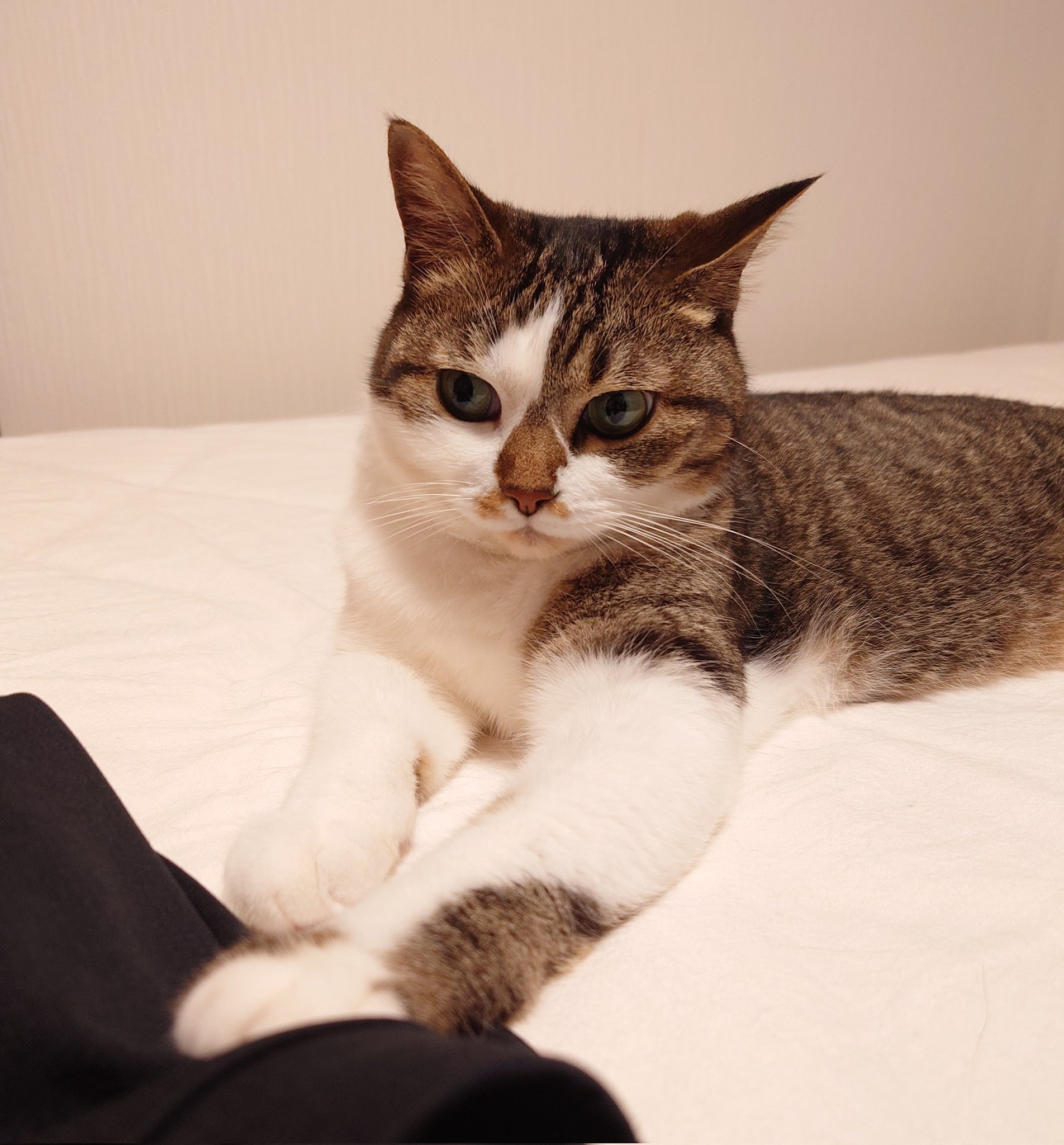 ねご⚡️：ねこ下僕見習い on X: 