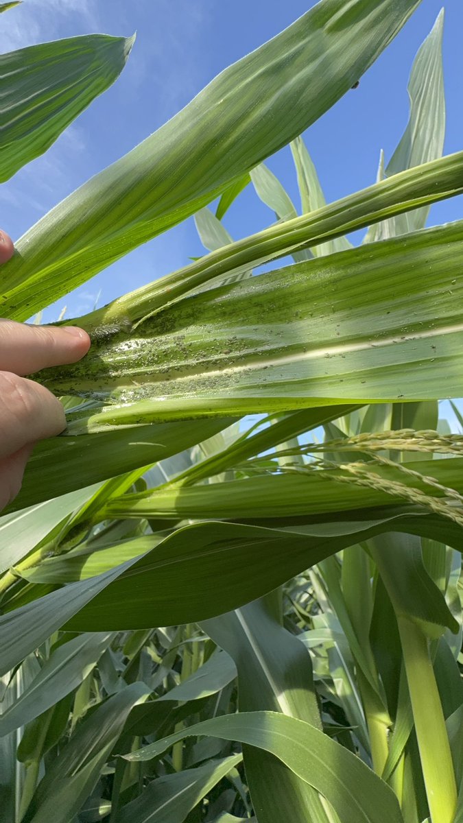 FYI, if you have this hybrid from Dekalb, it’s DKC114-99. I’d be scouting it. The aphids are back, again. It’s manageable with certain insecticides.  Spray accordingly gents and gals…