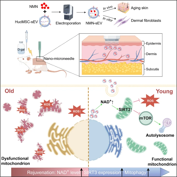 TimePieChina's tweet image. NMN-Loaded Vesicles Delay Skin #Aging
New research reveals that small vesicles derived from human umbilical cord cells, when infused with #NMN, delay skin aging in a mouse model. #NAD #sEVs
stemcellres.biomedcentral.com/articles/10.11…