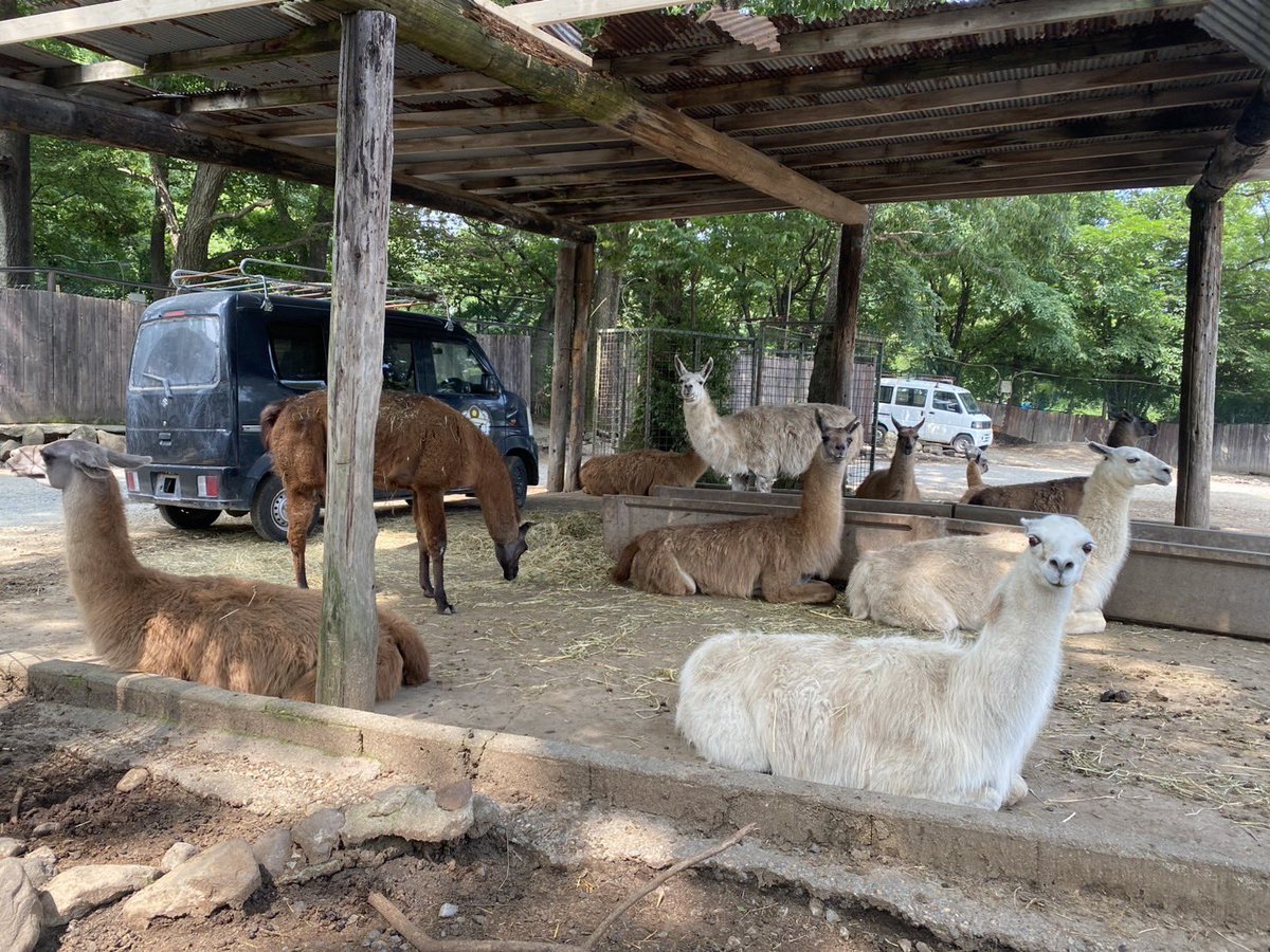 NASU_SAFARIPARK's tweet image. ラマたち大集合😳
暑いからかみんな屋根下に日陰を求めて涼んでいました💦

 #那須サファリパーク  #ラマ  #Llama  #何頭かはカメラ目線  #お気に入りの子探してね