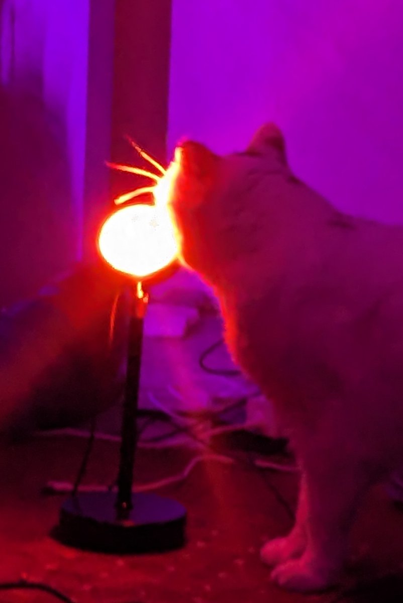 cillia's tweet image. Me: got a new light for the living room
Rose, my very intelligent and smart feline:
👁️👁️
