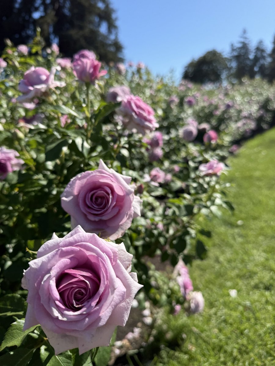 TeleStrater's tweet image. Visited a large community rose garden. 🌹 🥀 🌹