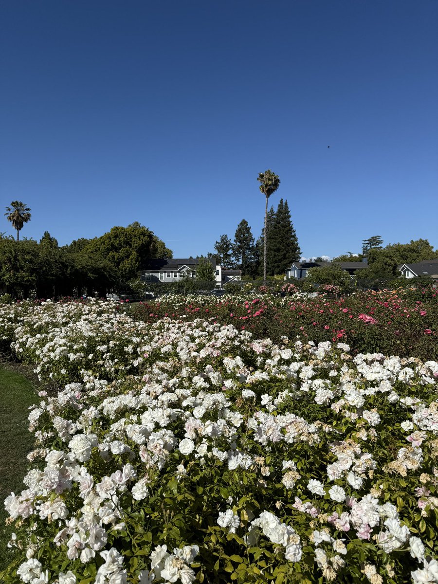TeleStrater's tweet image. Visited a large community rose garden. 🌹 🥀 🌹