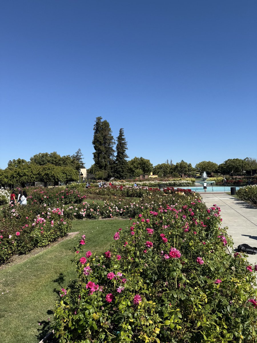 TeleStrater's tweet image. Visited a large community rose garden. 🌹 🥀 🌹