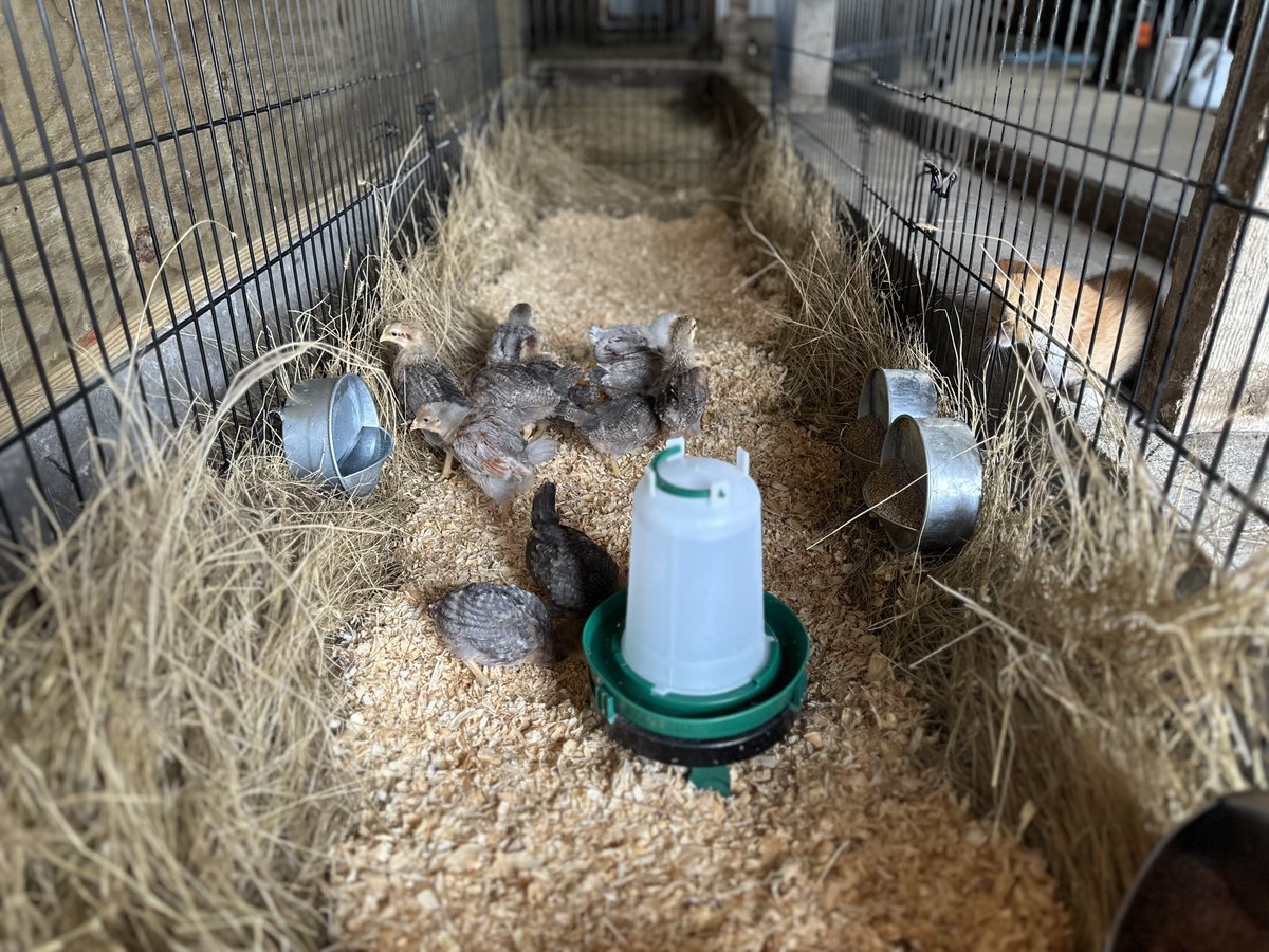 TheHenHustle's tweet image. Chicks are happy to move to a larger room and their orange supervisor appreciates new source of entertainment 🐈