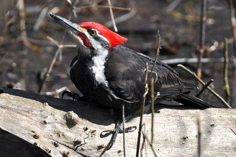 chrismlizama's tweet image. Woodpecker Wednesday
