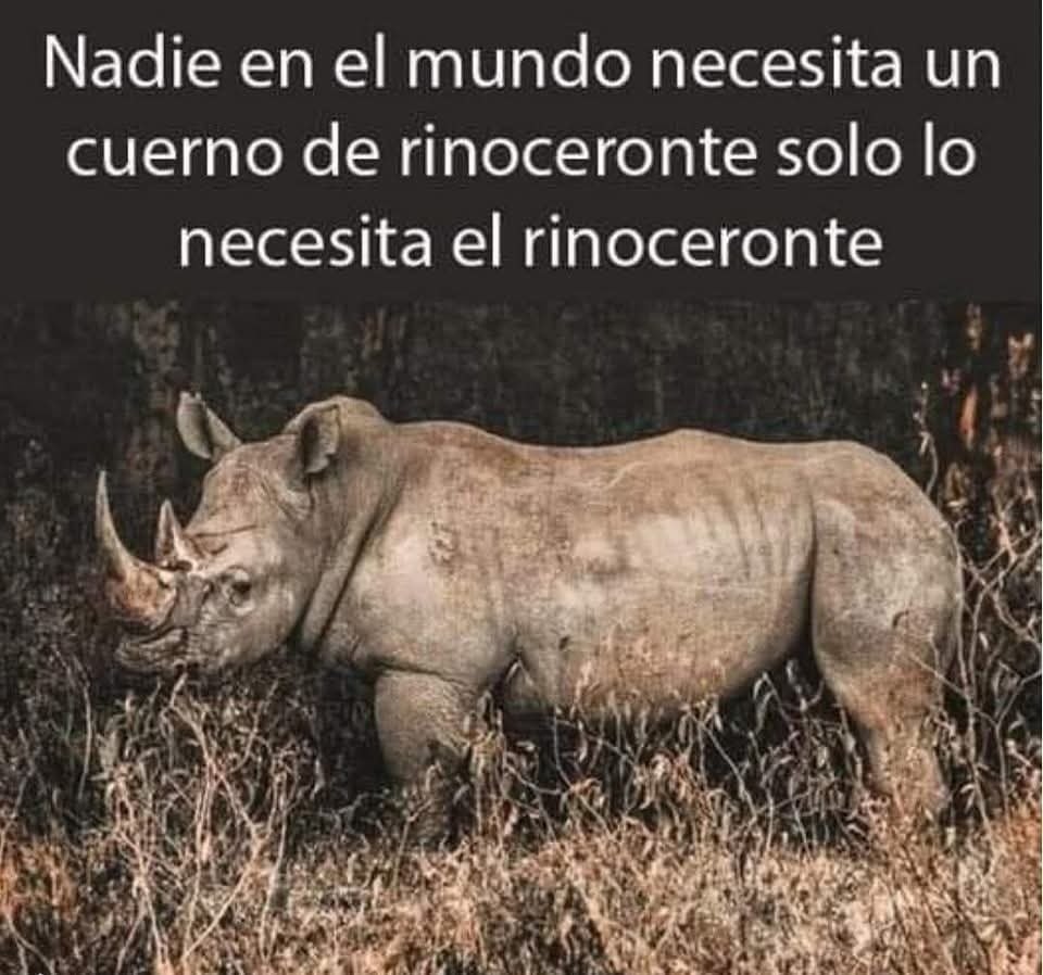 Rincón Curioso (@rincncuriosoo) on Twitter photo 