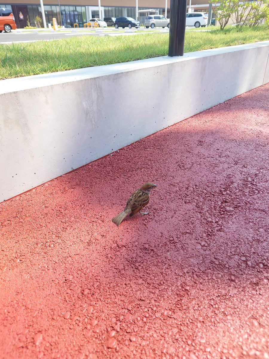 hiyokobuta0618's tweet image. 道端でスズメが口開けて棒立ちしてたので、水あげて、影のある安全そうなとこに移動した。
野鳥でさえも熱中症な気温。
皆さまも気を付けて。
#宇都宮