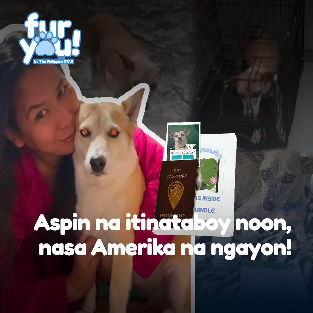 PhilippineStar's tweet image. ‘ALL DOGS DESERVE TO HAVE FAMILY’ 🤗
Ang aspin na noo’y ipinagtatabuyan sa kalsada, ngayon ay maayos na ang buhay sa Amerika kasama ang fur family na kumupkop sa kanya! #PhilStarFurYou
PANOORIN: web.facebook.com/PhilippineSTAR…
