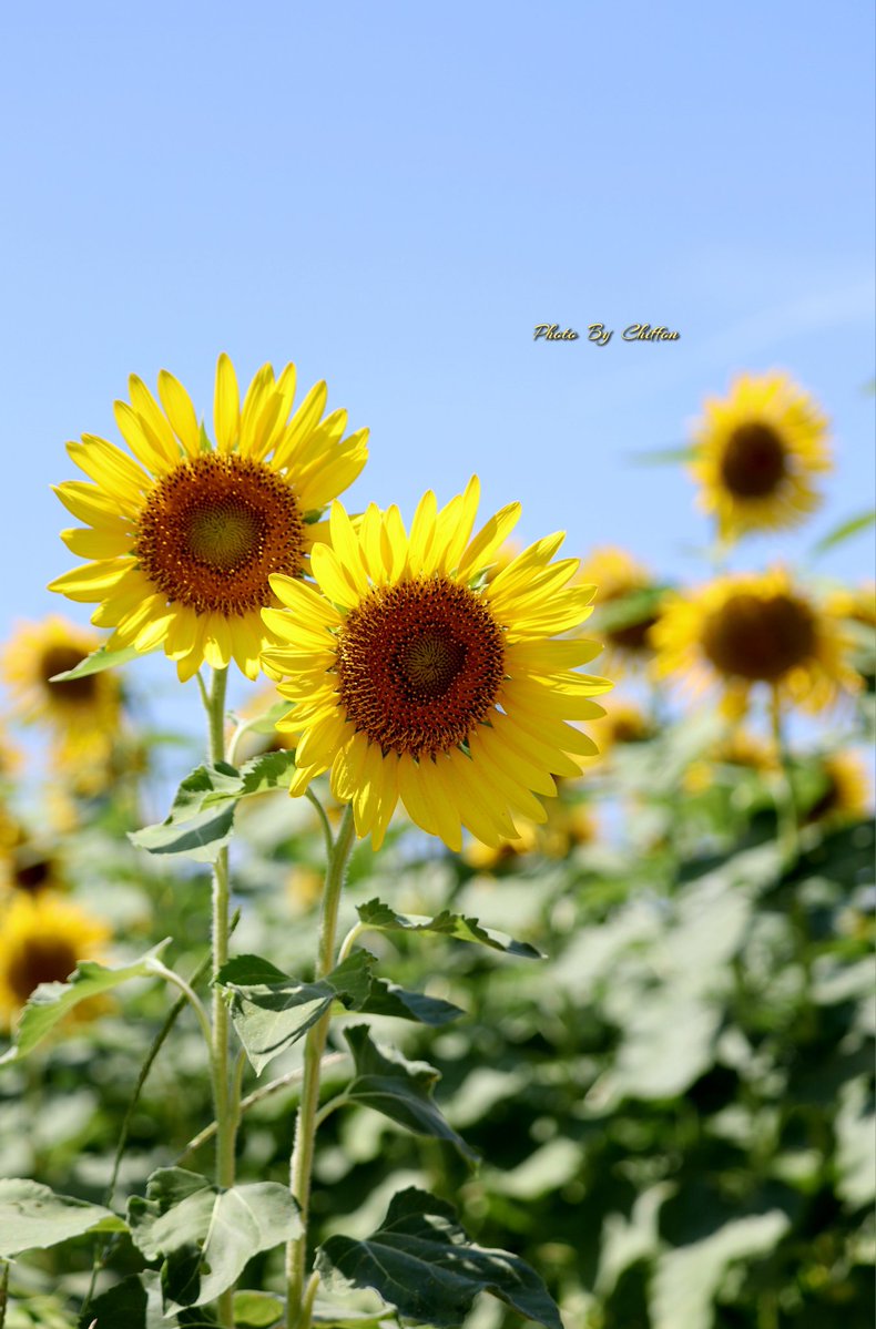Chiffon_cake556's tweet image. . . 𖥧 𖥧 𖧧 ˒˒. . 𖡼.𖤣𖥧 . . 𖥧 𖥧 𖧧 ˒˒. . 𖡼.𖤣𖥧 

向日葵(ひまわり)🌼𓂃ﾋﾏﾜﾘ畑𓂃𓍯
ｷｸ科の一年草で、外側の花弁は舌状花
中心部は管状花という2種類の花が集ま
って構成されてます。R6.8.16撮影📸

良い一日になりますように…🍧