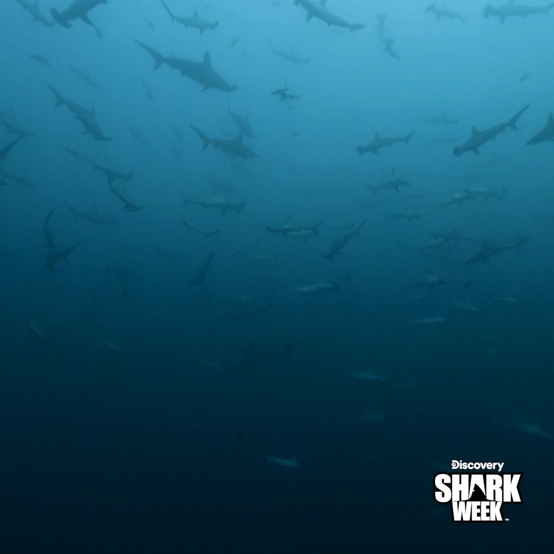 That's a lot of sharks.. 😳 #SharkWeek