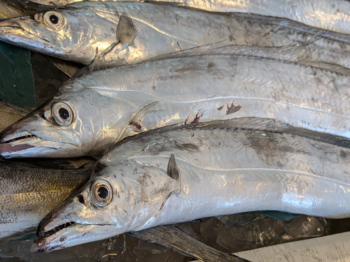 uokeioarai's tweet image. こんにちは、魚結です✨
只今大洗漁港より太刀魚(約55cm)一尾600円入荷致しました🐟
塩焼き、バター焼き、唐揚げおすすめ🤤
よろしくお願い致します🙇