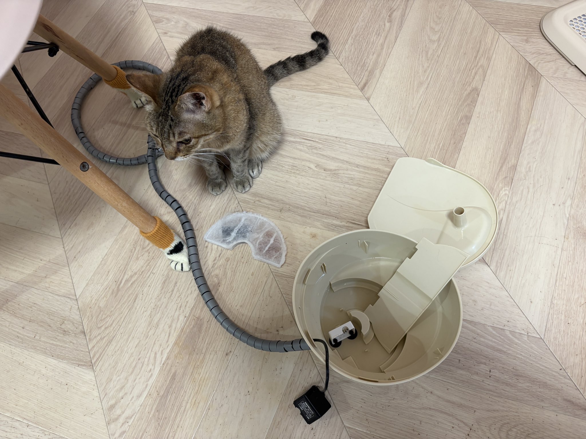 ＊終電間際≦オンライン。猫猫头鹰長袖服【猫猫头鹰商店】(フロストグレー)＊ 譲渡型保護猫Cafe あおねこ(新潟県田上町) on X: 