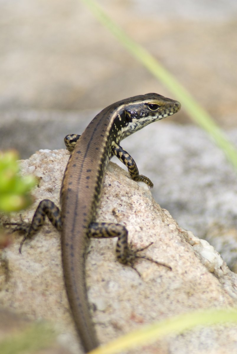 UniversitySA's tweet image. Did you know that prescribed burns can threaten the survival of skinks and other #wildlife? @UniversitySA research shows that temperatures under logs and rocks can reach 108°C and 53°C respectively during controlled burns #environment #fires brnw.ch/21wUnq5