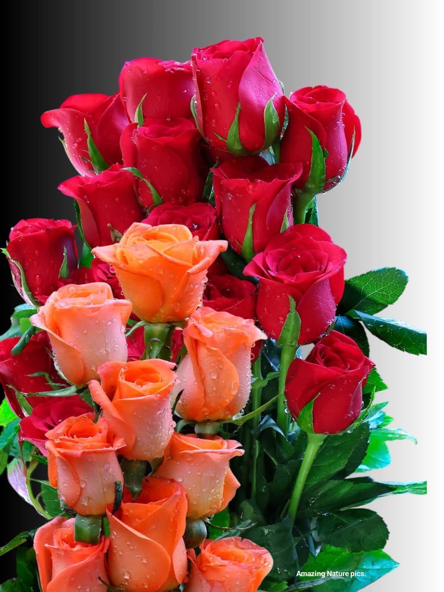 MirayaEndeavour's tweet photo. Good Morning https://t.co/Rt42gqU7Zz