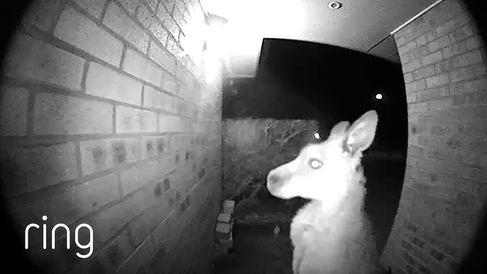 Just saw this at the front door.... <a href="/JoeyWallet/">Joey Wallet</a> is this you?