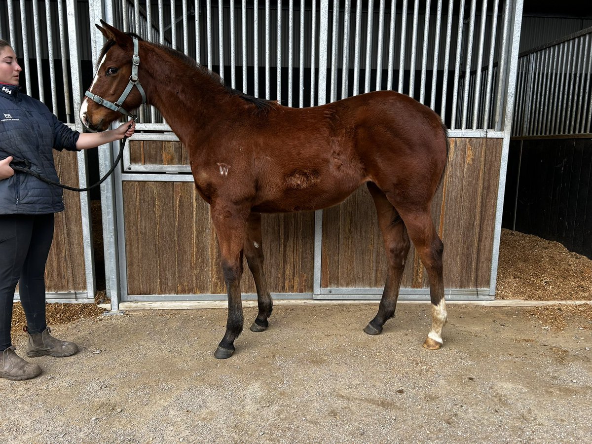 Corey Smith π¦πΊβ½οΈππΌ (@coreyotimo) on Twitter photo Pinhook watch β³π
Two of the Four foals, so excited for next year to see how they blossom Pinhook watch β³π
Two of the Four foals, so excited for next year to see how they blossom