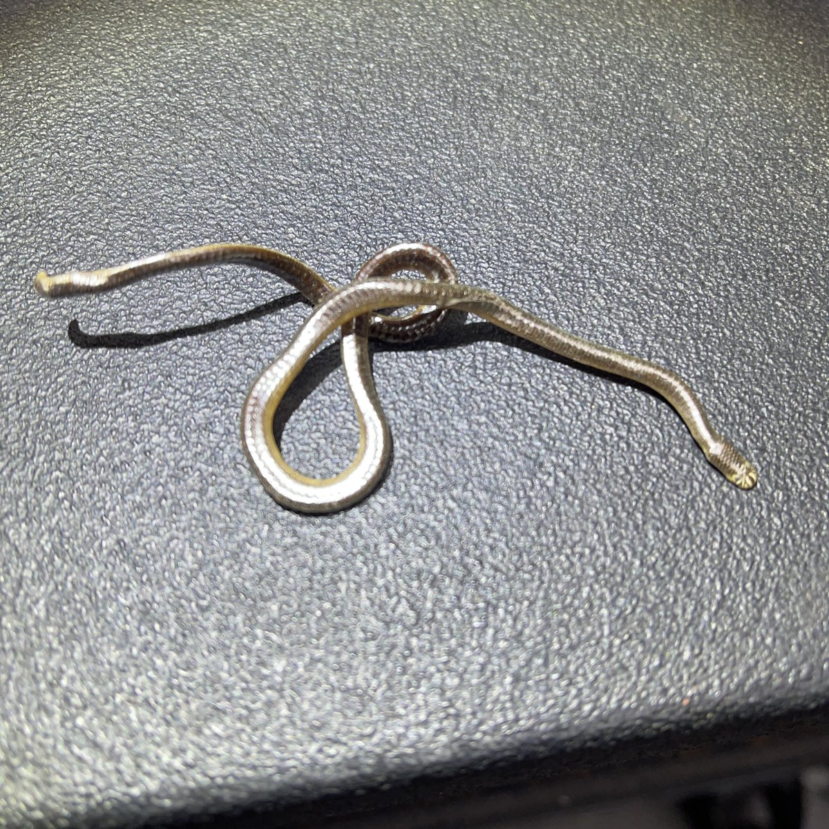 awizard_from_oz's tweet image. The shee-at we find in equipment 🤯
WTF is this.??
Throw me ya best guesses
and yes it does not move 😂