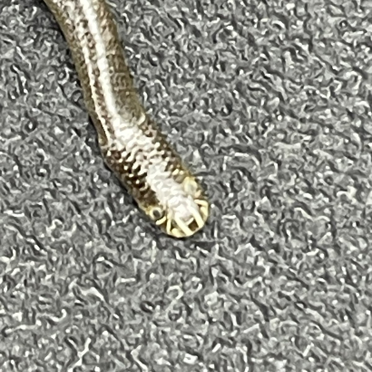 awizard_from_oz's tweet image. The shee-at we find in equipment 🤯
WTF is this.??
Throw me ya best guesses
and yes it does not move 😂