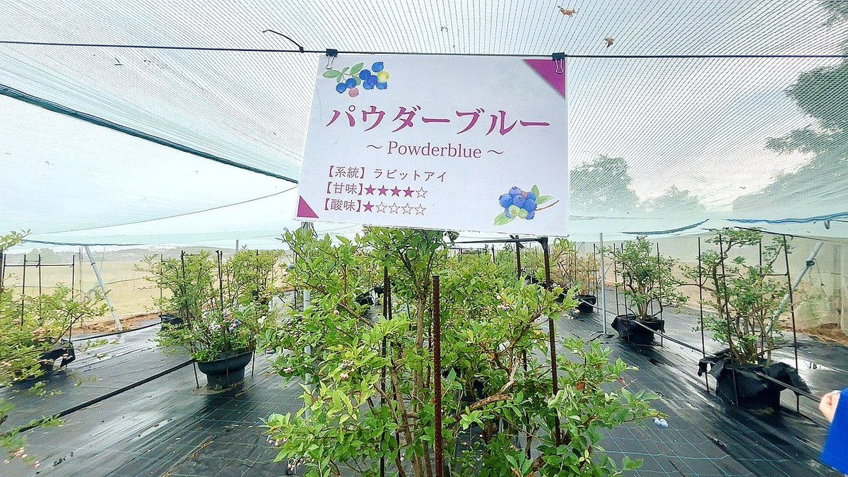 tottoricchi's tweet image. 鳥取市SDGs未来都市計画のステークホルダーであるリバードコーポレーション(株)へ見学に🏢✨
農業参入に力を入れていて、鳥取のオリジナルブランドいちご🍓「ベリーバード」を栽培されています🌱
今の時期はブルーベリー栽培していて、観光農園でブルーベリー狩りができます🫐甘くておいしかった〜💜