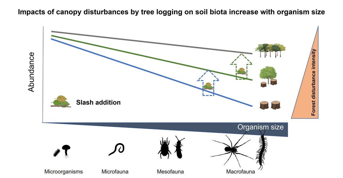GlobalChangeBio's tweet image. Impacts of Canopy Disturbances by Tree Logging on Soil Biota Increase With Organism Size 

🔗 buff.ly/7UDHX7M
@holisoils