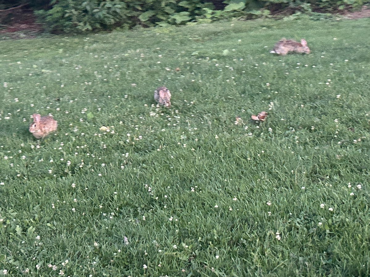 Acheezyboi's tweet image. The creatures