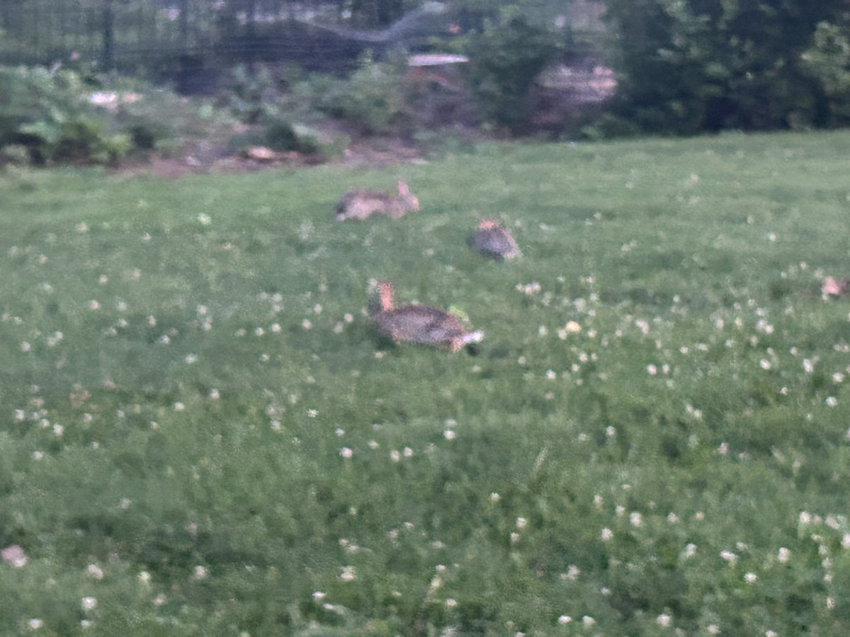 Acheezyboi's tweet image. The creatures