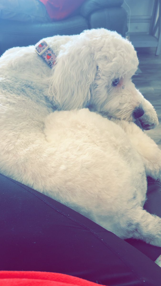 1True_American_'s tweet image. Goodnight from Gracie and I!
Sleep well and sweet dreams!
🫶🏻😴