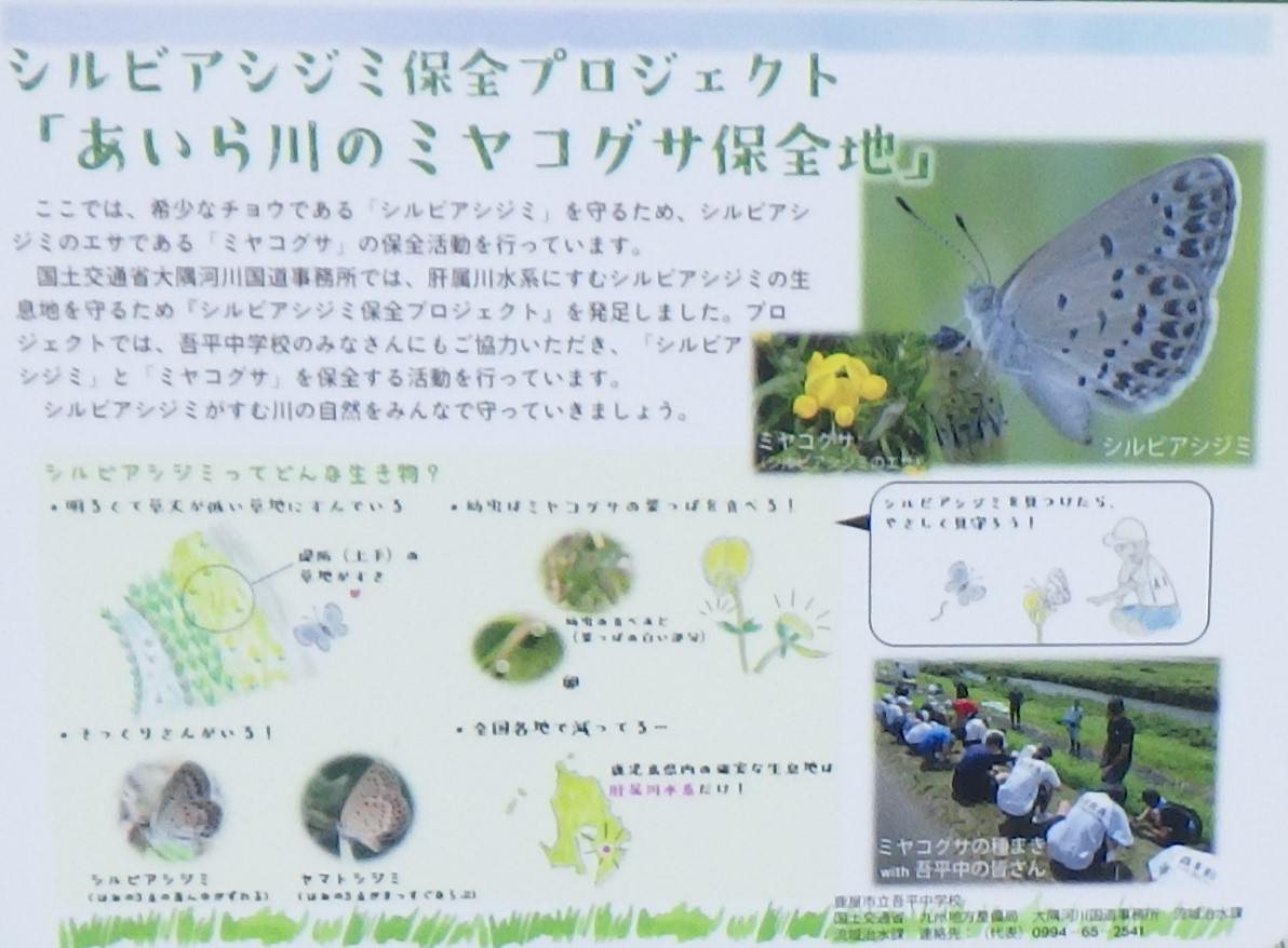 mlit_osumi's tweet image. 【#大隅技術者日記 178】#いであ(株)です。 若手社員を中心に令和7年度になって初めての #環境保全プロジェクト を実施。
#吾平中学校 の皆さんと、#姶良川 の堤防で #シルビアシジミ(全国的に減少しているチョウ)の保全活動を行いました。
社員のプレゼン能力向上にも繋がる活動になっています!