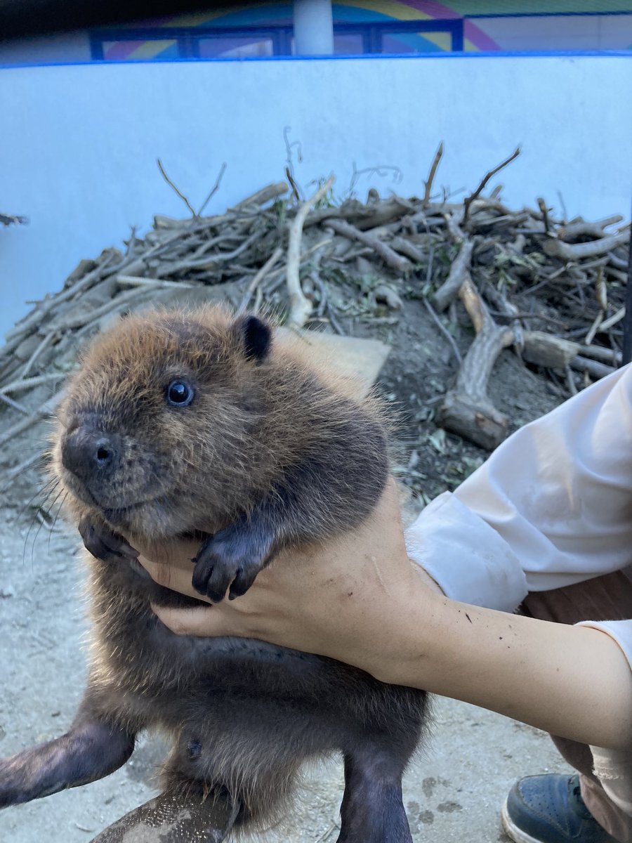 asofarmland_ofc's tweet photo. アニマルセラピー『ふれあい動物王国』
のビーバーの赤ちゃん達がすくすく成長中🦫💕こんなに大きくなりました💕

ふれあい動物王国では、命の大切さ、温もり、癒しをお伝えしております🥰✨

※必ず見れるとは限りません。
※園内公開が決まりましたら、当ホームページやSNSにてお知らせいたします📢 https://t.co/4ufKJlgzO6