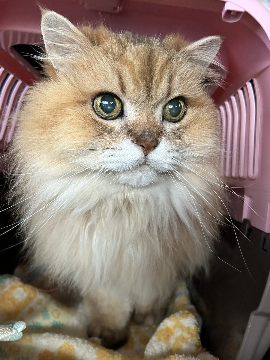 猫まんま ネコまんま (@NEKOmamma85) / X