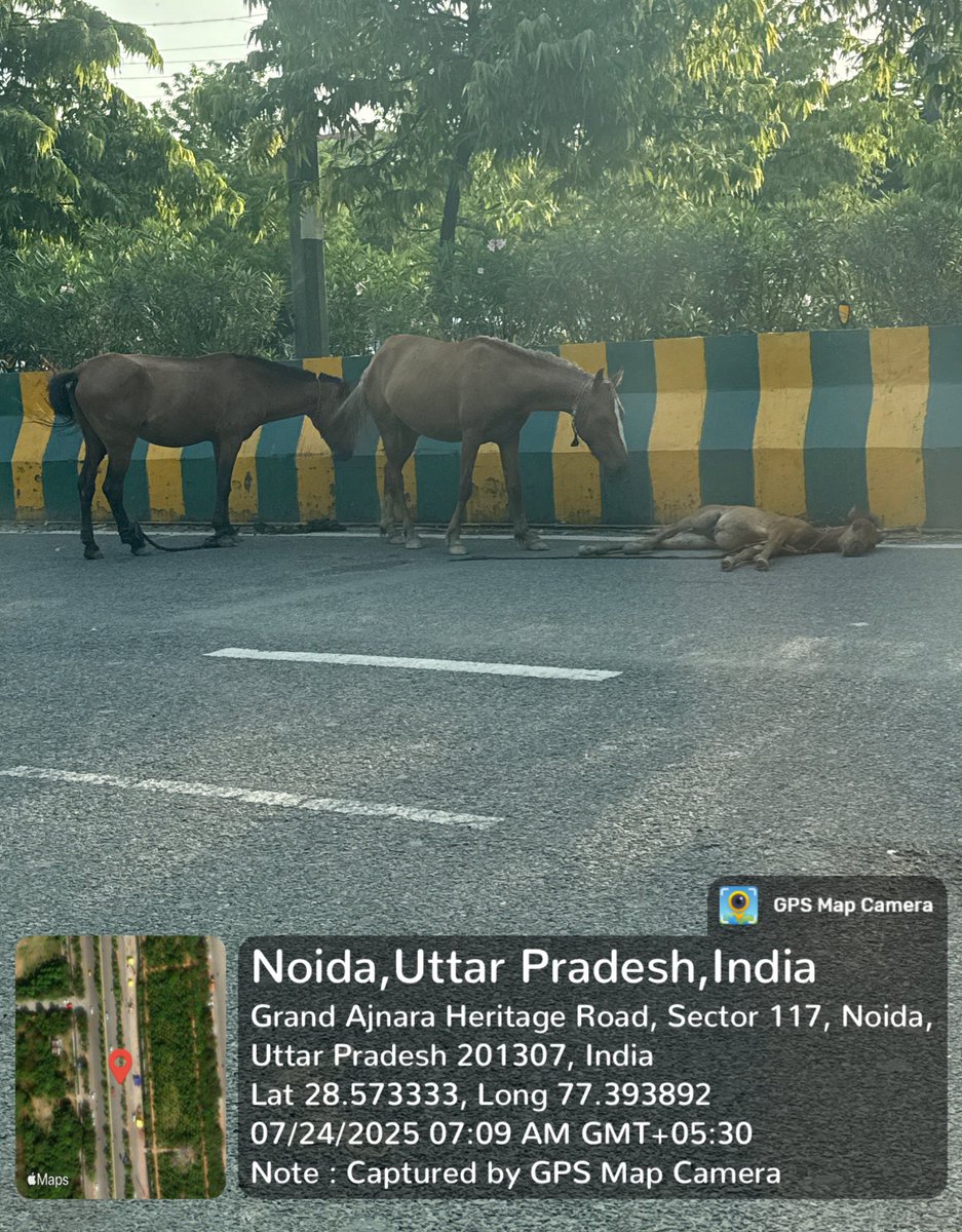 divya_gandotra's tweet image. A foal lying on the road while two adult horses stand nearby. This is not just a traffic hazard, but also a serious case of animal neglect.
Requesting urgent action! 🙏 @Noidatraffic