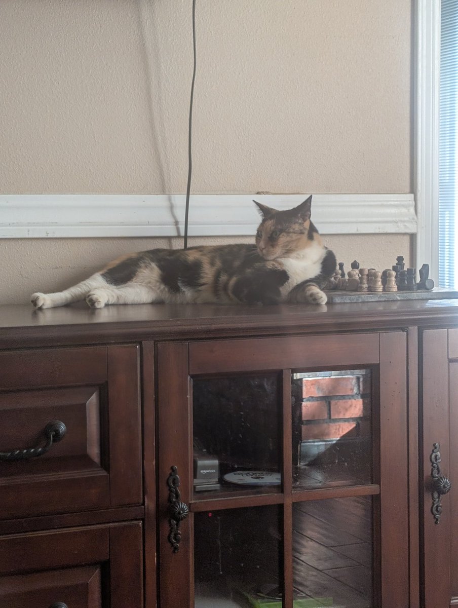 Calico. Always angry. Always judging.