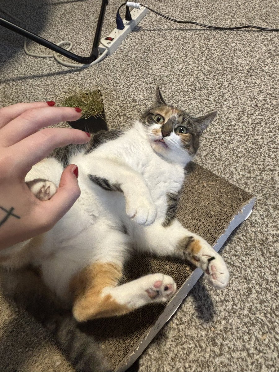 blossumupdate's tweet image. blossum rough houses all the time she can be really rowdy