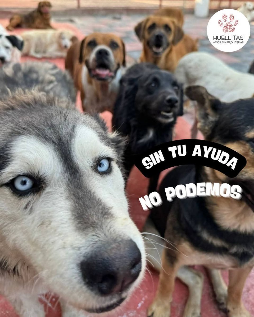 🐾 HOY NO TENEMOS QUÉ COMER…

Y ellos no pueden entender por qué.

En Huellitas Amor sin Fronteras damos amor, cuidados y refugio a más de 60 perritos rescatados que solo tienen una familia: nosotros… y tú. 💔

Cada día luchamos por darles alimento, salud y un poco de