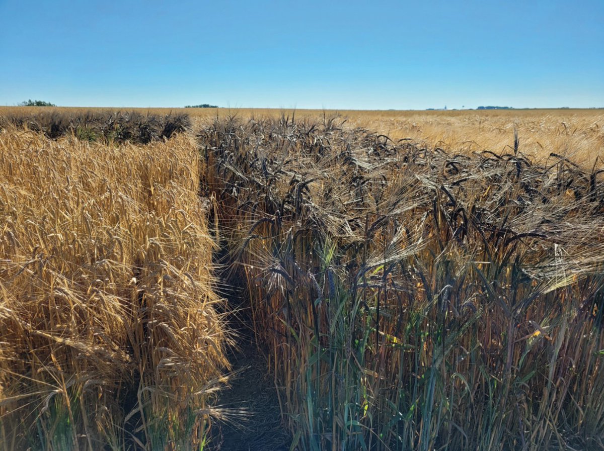 GrainsWest (@grainswest) on Twitter photo Purple gold: Colourful new barley variety has potential as agri-food ingredient grainswest.com/2024/01/purple⦠<a href="/AlbertaGrains/">Alberta Grains</a> Purple gold: Colourful new barley variety has potential as agri-food ingredient grainswest.com/2024/01/purple⦠<a href="/AlbertaGrains/">Alberta Grains</a>