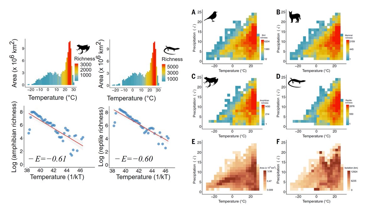 NicholasWuNZ's tweet image. A neat new study reveals that the controversial species-energy relationship exists. Temperature 🌡️ directly affects species richness confirming predictions from the MTE, while rainfall 💧 indirectly affects richness through its influence on productivity | doi.org/10.1126/scienc…