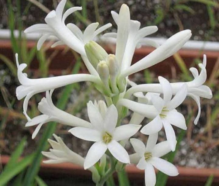 yoursarijit's tweet image. Good morning friends. Have a beautiful day
#GoodMorningX #GoodMorningXFriends #GoodMorningTwitterWorld #arijitlens #FlowersOnX #theme_pic_India_flowers