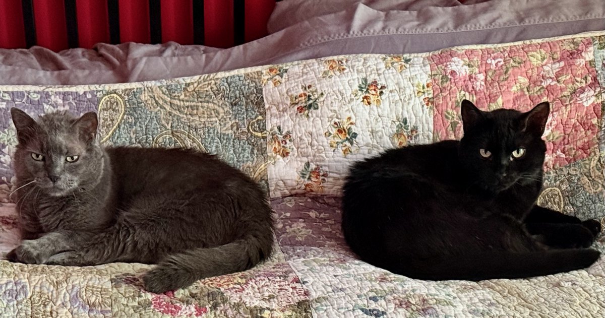 RappCatsAdopt's tweet image. 馃挅AdoptionUpdate馃挅Ark (R) hang outs with his new buddy Nomad a few hrs each day. His Dad says he 100% of the time answers to his name with a "trill" meow & comes out to check out all visitors to the house! Another successful adoption of a wonderful cat into a loving family!馃彙馃コ