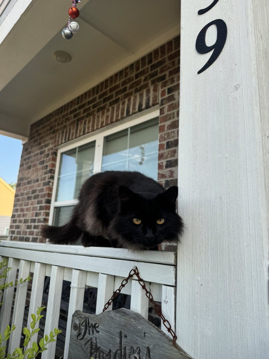 RiahM19's tweet image. The cat distribution system has been working like crazy for me but I can’t adopt one just yet.😩🥺 She’s literally the prettiest cat I’ve ever seen.