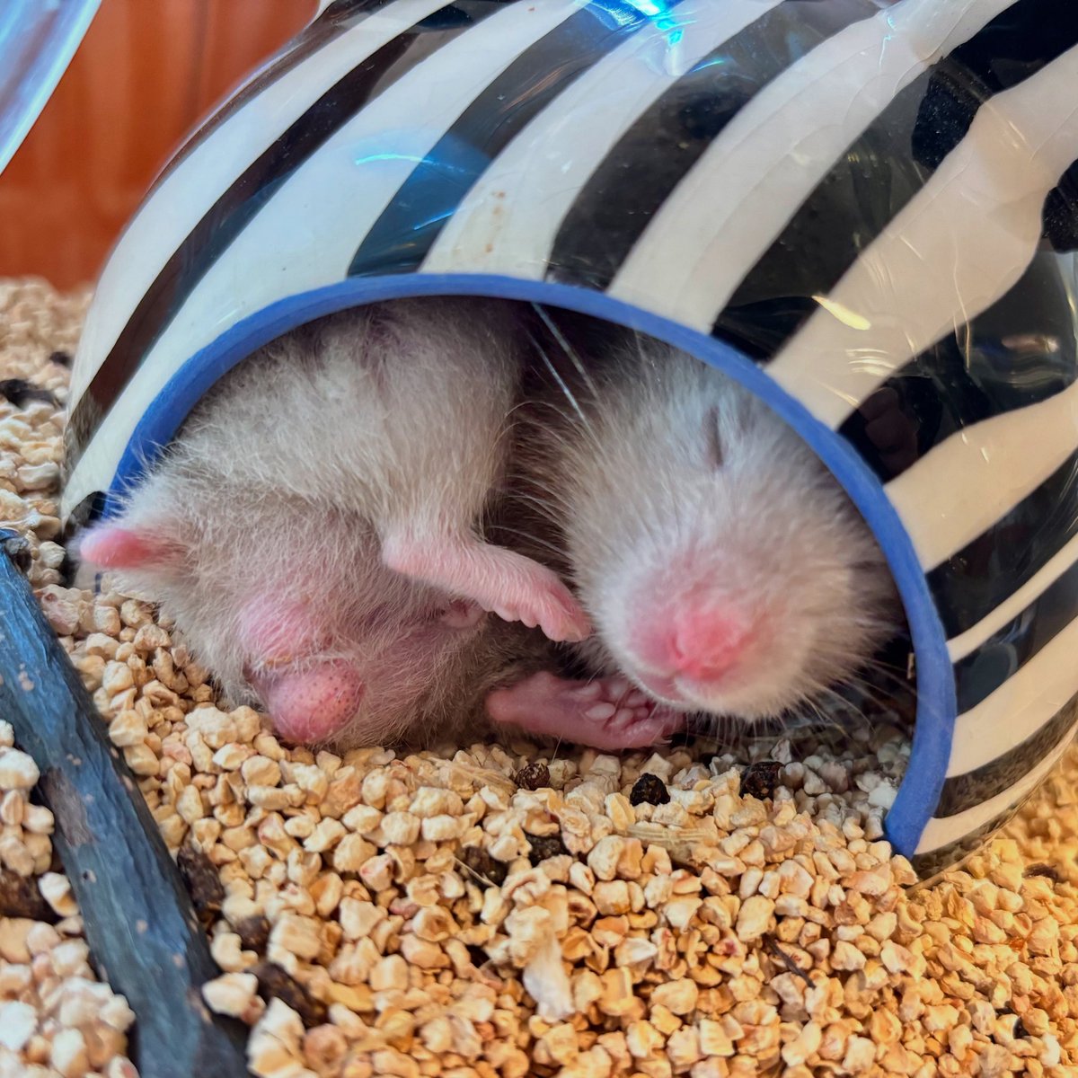 MOGUMOGUCAFE3's tweet image. まるまってすやすや💤
本日も11時よりオープンいたしました💗
皆様のご来店をお待ちしております🐹
☎︎03-3404-1180
#ハムスター #はむすたー #hamster #햄스터 #倉鼠 #ハムスターカフェ #原宿 #東京 #小動物 #ハムスターのいる生活 #ハムスター部
