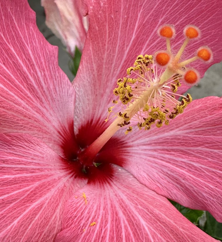 A happy little song to close the day: alanilagan.com/general/his-hi…