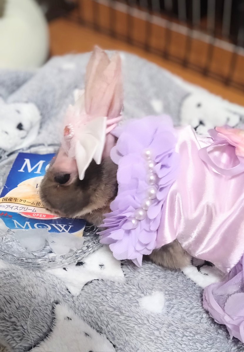 CyokoKinako's tweet image. チョコ🐰は食べる事出来ないけど…暑い時はアイスクリーム🍨で🤍
🎵しらないバニラが香った時魔法がち解けていく😢😢😢
ココ切ない→『君を嫌いになれる パズルのピースはあるのに
完成するのが怖くて触れず
今日も心に隠している
宝物じゃないなら 大事にしないでほしい』😢
#あの子コンプレックス