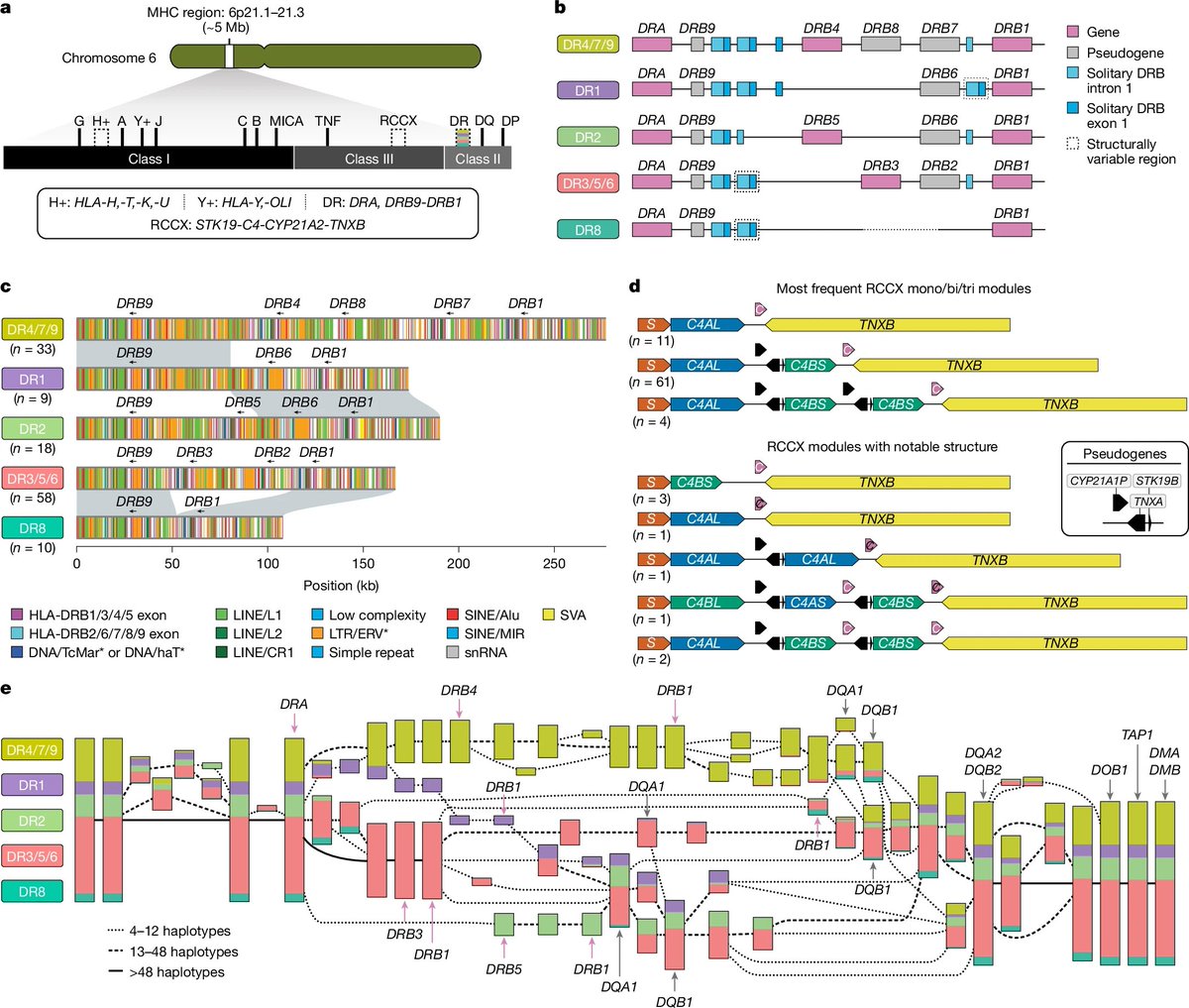 manopsi's tweet image. เมื่อคืน Nature ตีพิมพ์งาน structural variants (SV: deletion, duplication, insertion, inversion, etc) จาก genome อาสาสมัครราวพันคน พร้อมกัน 2 papers ทีมนึงใช้เทคนิคผสมทั้ง short read, long read, Hi-C อีกทีมใช้แต่ Nanopore long read sequencing
พบว่าโดยเฉลี่ยเรามี SV อยู่ราว ๆ…
