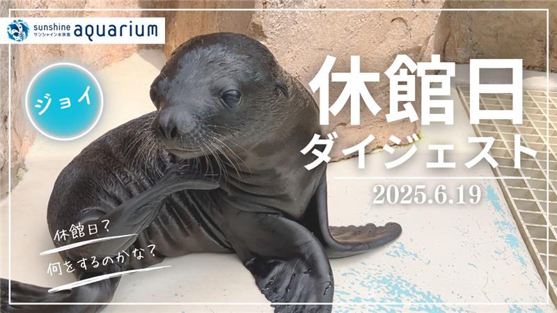 Sunshine_Aqua's tweet image. サンシャイン水族館は
2025年6月19日を休館日としました!
この日、館内の様々な水槽にて清掃を行いました🧹
その様子をダイジェストでお届けします🎥
youtu.be/vmyaAIA2p_4
