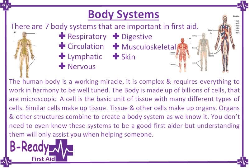 BReadyFirstAid's tweet image. 💜💜💜 When performing CPR your are assisting many of the bodies systems but especially the circulatory. Keep that blood  🩸🩸🩸   moving &amp;amp; keep the organs viable 🫀🧠🫁 💜💜💜

#BReadyfirstaid #CPR #CPRtraining #heart #brain #lungs #bodysystems #emergency