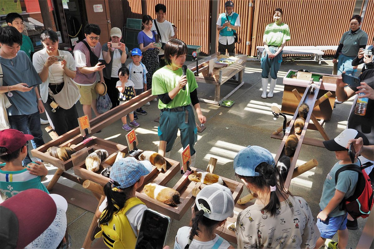 omoriyama_zoo's tweet image. 【モルモット感謝の日特別イベントを開催しました】
7月16日の記念日にちなみ20日にイベントを開催。特別解説モルモットークでモルモットの生態や特徴を学び、なかよしタイムでふれあった後、ロングカクカク橋渡りでは一列に行進する様子を見て集団行動の習性を体験。モルモットづくしの一日でした!