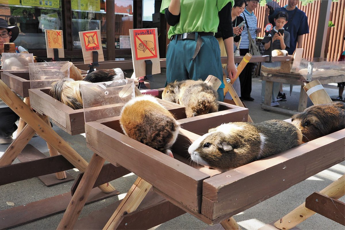 omoriyama_zoo's tweet image. 【モルモット感謝の日特別イベントを開催しました】
7月16日の記念日にちなみ20日にイベントを開催。特別解説モルモットークでモルモットの生態や特徴を学び、なかよしタイムでふれあった後、ロングカクカク橋渡りでは一列に行進する様子を見て集団行動の習性を体験。モルモットづくしの一日でした!
