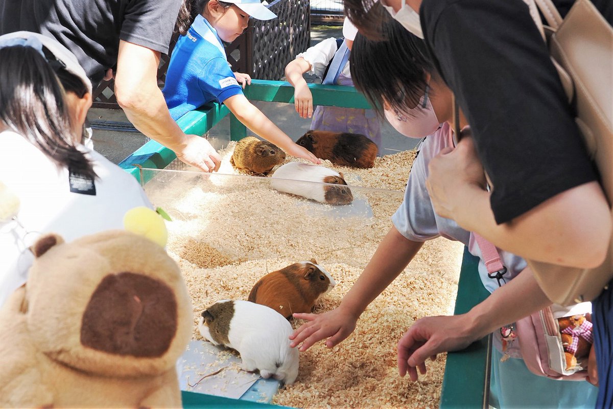 omoriyama_zoo's tweet image. 【モルモット感謝の日特別イベントを開催しました】
7月16日の記念日にちなみ20日にイベントを開催。特別解説モルモットークでモルモットの生態や特徴を学び、なかよしタイムでふれあった後、ロングカクカク橋渡りでは一列に行進する様子を見て集団行動の習性を体験。モルモットづくしの一日でした!